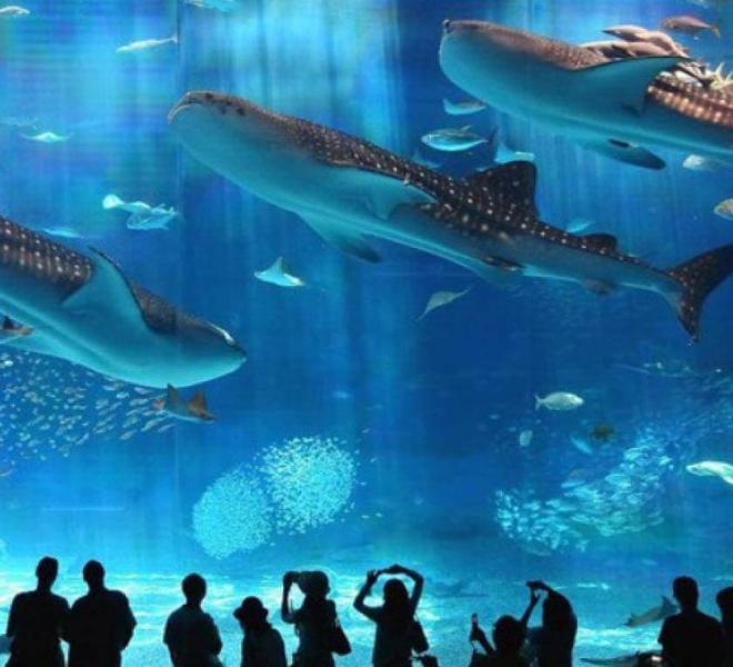 Grand Aquarium Hurghada