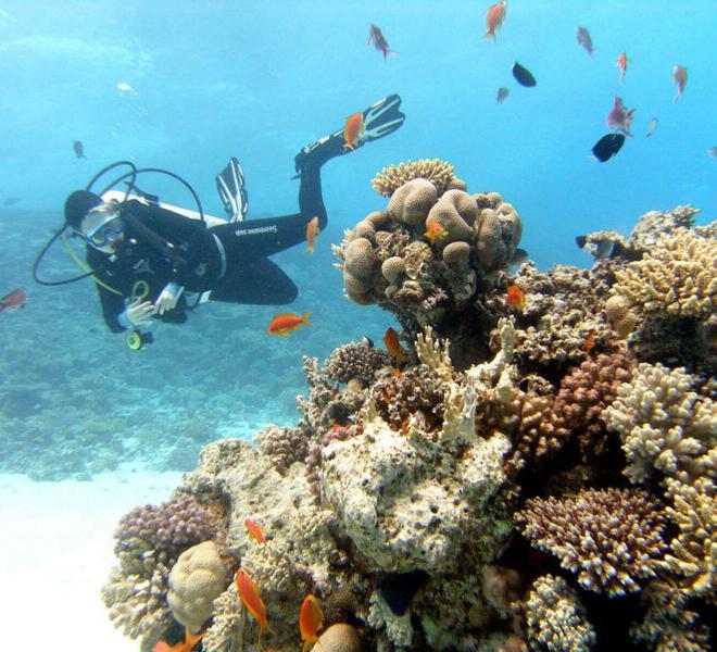 Diving and island trip Hurghada Red Sea experience