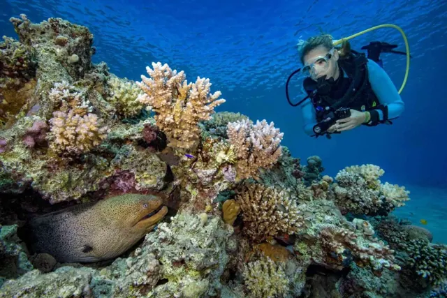 Diver above a coral reef