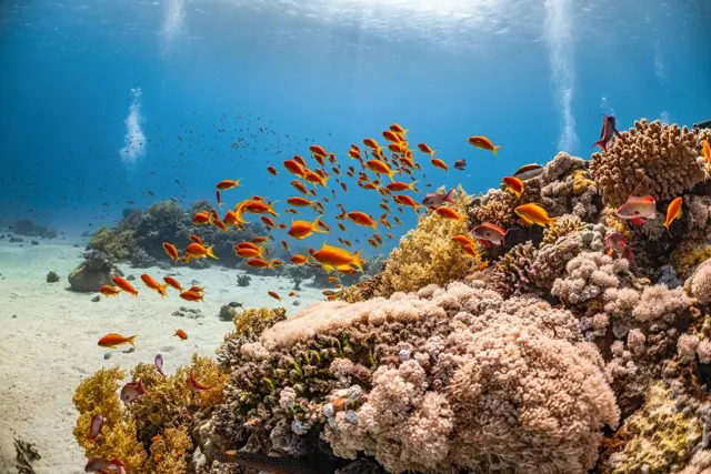 Snorkeling over Red Sea coral