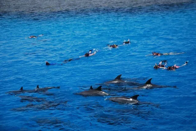 Swimming with dolphins in Hurghada: at sea, in a pool or at a show?