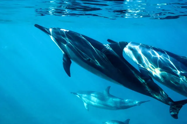 Dolphin day at sea