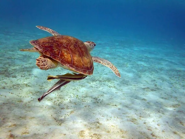 Marsa Alam from Hurghada: swimming with turtles at Abu Dabbab