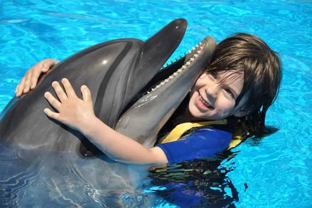 Swim with dolphins