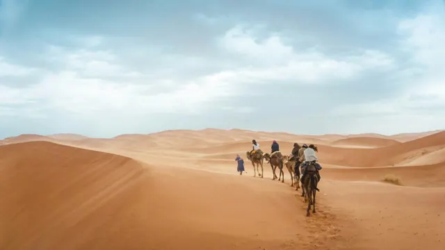 Horse Safari