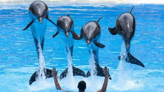 Dolphin show